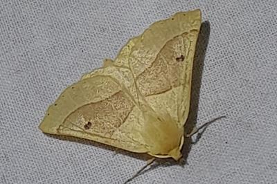 Crocallis elinguaria