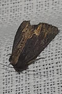 Dypterygia scabriuscula