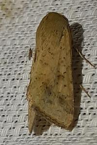 Helicoverpa armigera