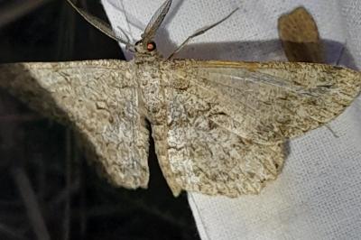 Hypomecis punctinalis