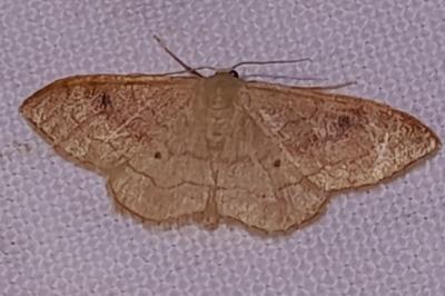 Idaea degeneraria