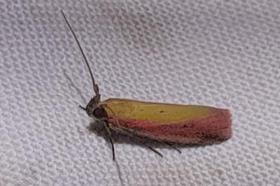 Oncocera semirubella