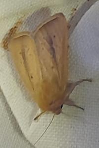 Phragmatobia fuliginosa