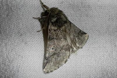 Thaumetopoea processionea