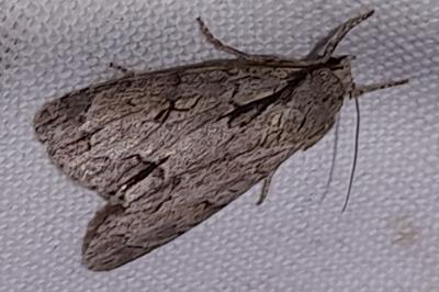 Acronicta
