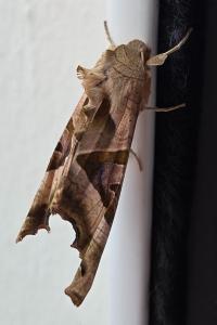 Phlogophora meticulosa