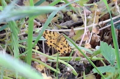 Pseudopanthera macularia