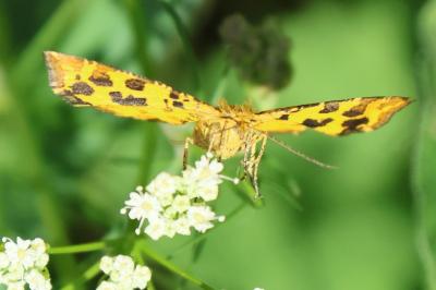Pseudopanthera macularia