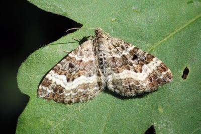 Epirrhoe alternata
