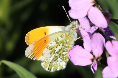 Anthocharis cardamines