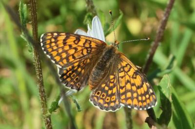 Melitaea cinxia