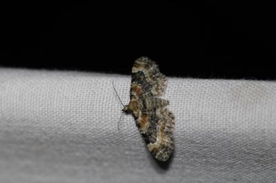 Eupithecia linariata