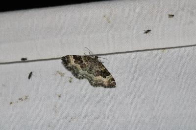 Epirrhoe alternata