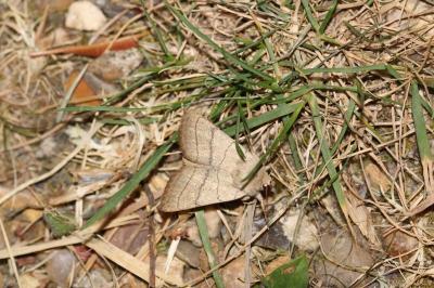 Charanyca trigrammica