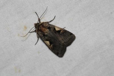 Xestia c-nigrum