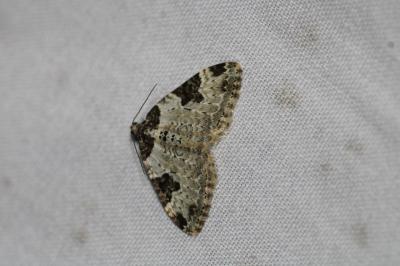 Xanthorhoe fluctuata