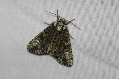 Craniophora ligustri