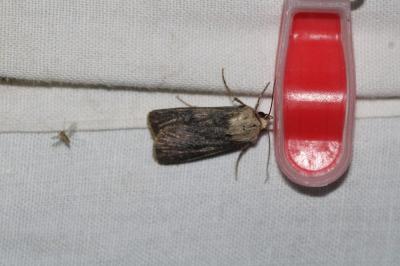 Agrotis puta