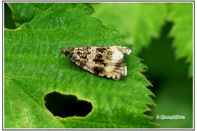 Celypha cespitana