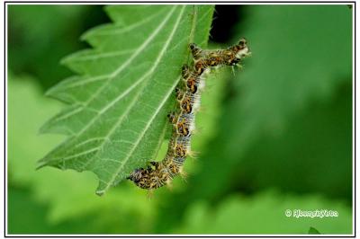 Polygonia c-album