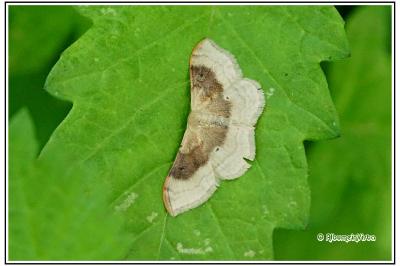 Idaea degeneraria