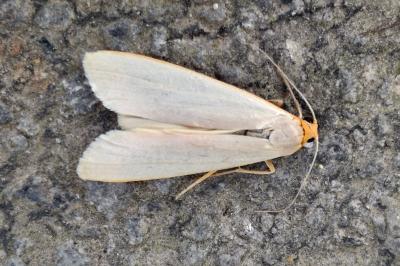 Eilema caniola