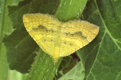 Camptogramma bilineata