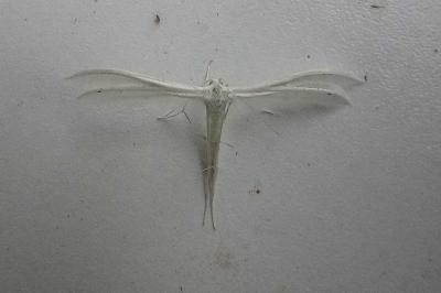 Pterophorus pentadactylus