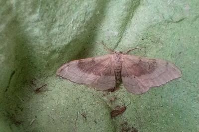 Idaea degeneraria