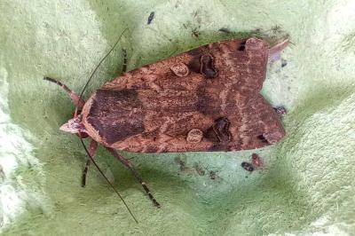 Noctua pronuba