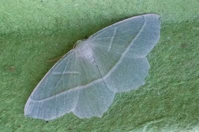 Campaea margaritaria