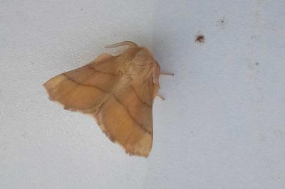 Malacosoma neustria