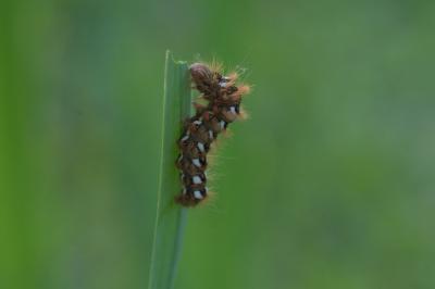 Acronicta rumicis