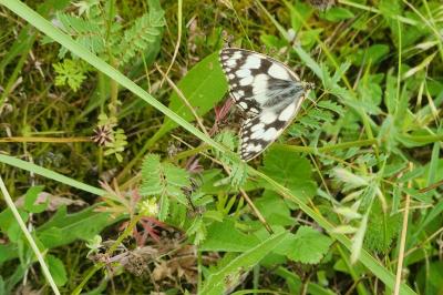 Melanargia galathea