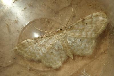 Idaea fuscovenosa