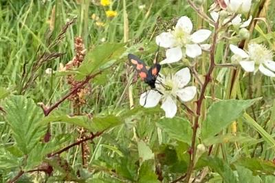 Zygaena trifolii