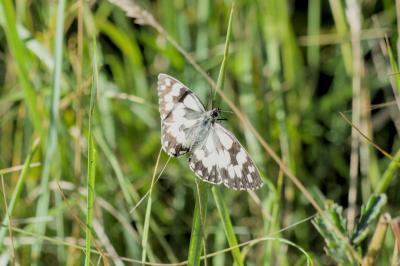 Melanargia galathea