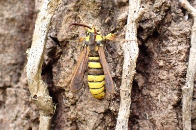 Sesia apiformis