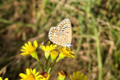 Polyommatus icarus