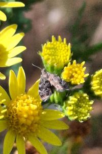 Anthophila fabriciana