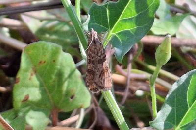 Nomophila noctuella