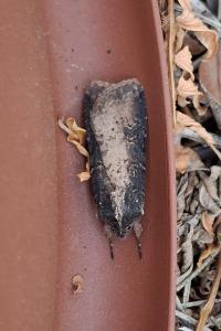 Peridroma saucia