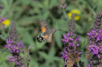 Macroglossum stellatarum
