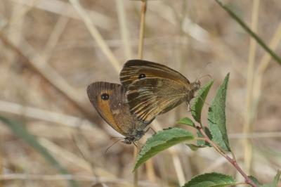 Pyronia tithonus