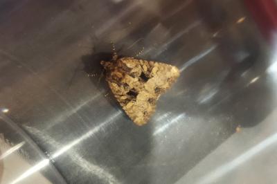 Apamea secalis/secalella