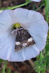 Tyta luctuosa