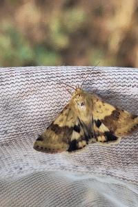 Heliothis viriplaca