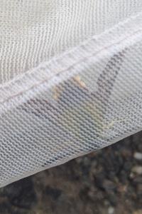Hemaris fuciformis