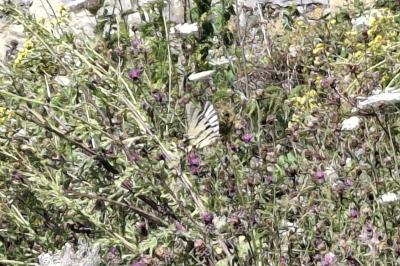Iphiclides podalirius