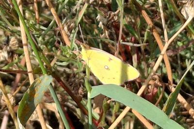 Colias crocea